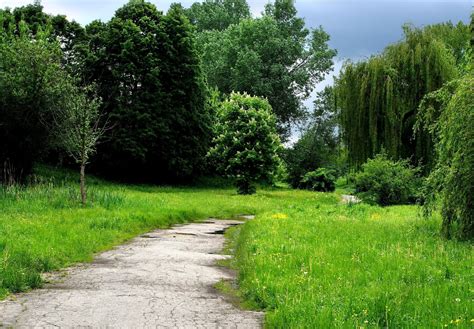 wallpaper grass, forest, trees, trail HD : Widescreen : High Definition : Fullscreen