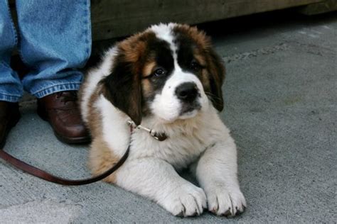 The 220+ Best St. Bernard Dog Names of 2020 - The Dogman