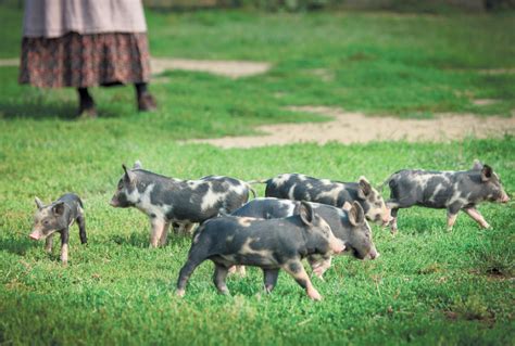 Ossabaw Island Hogs: Heritage Breed Offers Time Travel by Taste ...