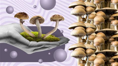 What Are Psilocybin Mushroom Spores? Everything You Need to Know - Foreign Policy