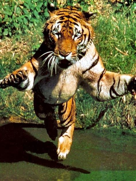 Tiger pouncing | Wild cats, Animals, Animals beautiful