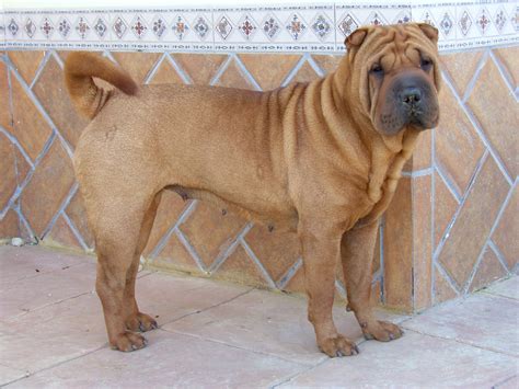 Shar Pei - SAKC Dogs Wiki