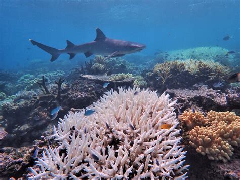 Alphabetischer Reihenfolge Skulptur Gemischt great barrier reef western australia Monumental ...