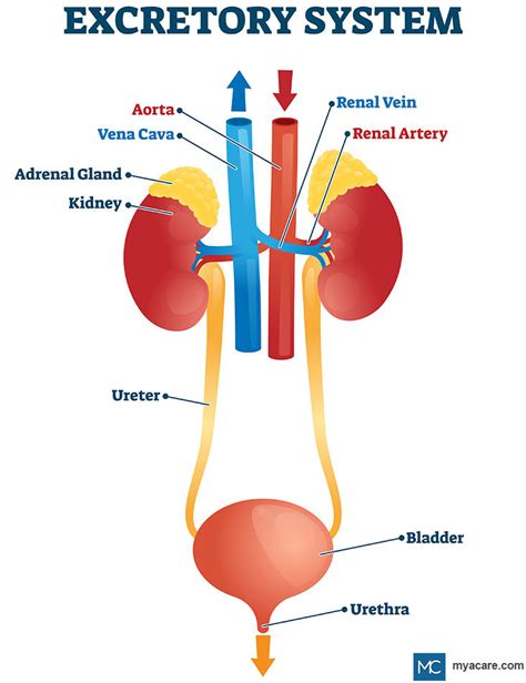 EXCRETORY SYSTEM OVERVIEW | Mya Care