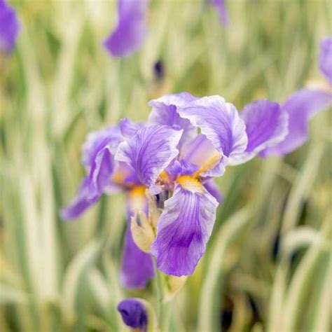 Iris Perfume – Properties, Distillation, and History - Essential Oils