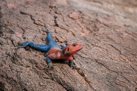 Red-Headed Agama Lizard | Sean Crane Photography