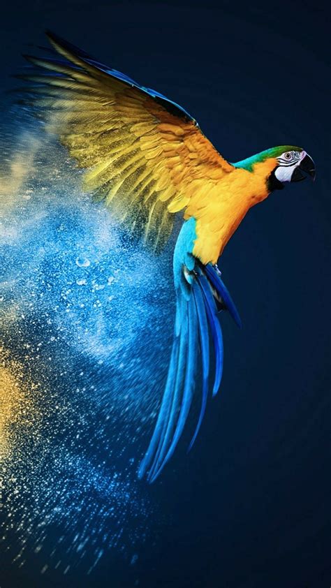 #Arara #wallpaper #art | Bird photography, Parrots art, Bird wallpaper