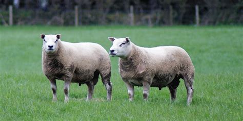 North-east farming family to hold 10th on-farm tup sale