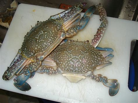 KAKI PANCING: Profitable blue Swimming Crab (Ketam Ranjung)