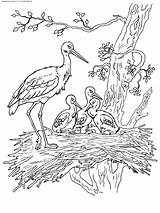 Stork Family  Animal Coloring Pages For Kids To Print & color Page 2 sketch template