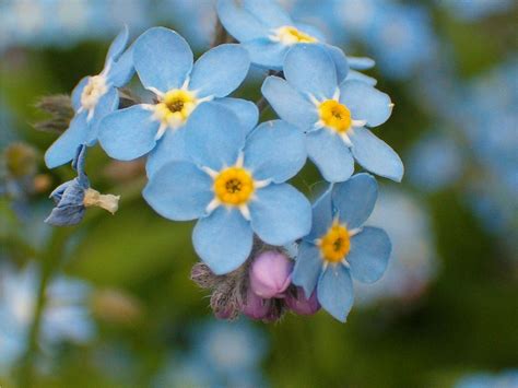 Top 7 Biennial Flowers for the Garden