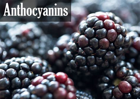 Bioactive Compounds Series | Anthocyanins, What's the deal? | Nutrient, Phytochemicals, Natural food