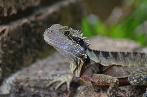 Bearded Dragon Care. Essential Guide for Beginners | VetBabble