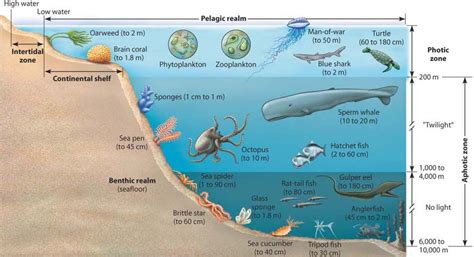 photic vs euphotic - Google Search | Ocean zones, Continental shelf, Water zone