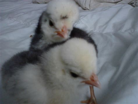 Fluffy head chickens.... what breed are they? | BackYard Chickens - Learn How to Raise Chickens