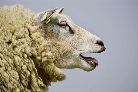 20+ Free Bleat & Sheep Images - Pixabay