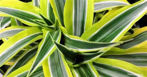 Dracaena Lemon Lime Care: Growing Dracaena Warneckii Lemon Lime