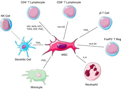 Bone Mesenchymal Stem Cells | Hot Sex Picture