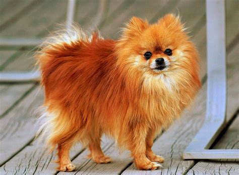 Cute Small Dogs That Stay Small - List Of Small Dog Breeds