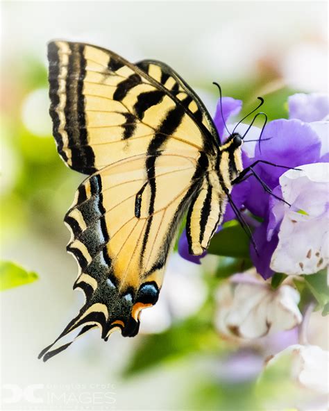 Western Tiger Swallowtail | Shutterbug