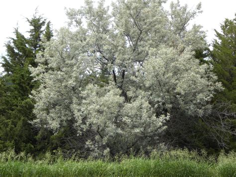 Russian Olive Tree - Beautiful and Hardy