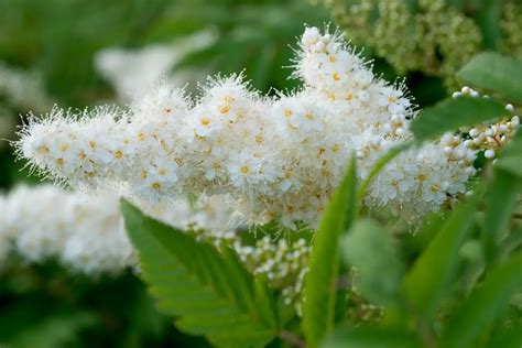 How to Grow and Care for False Spirea (Sorbaria sorbifolia) - Store