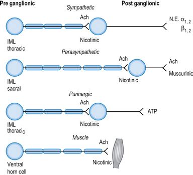 The autonomic nervous system | Clinical Gate