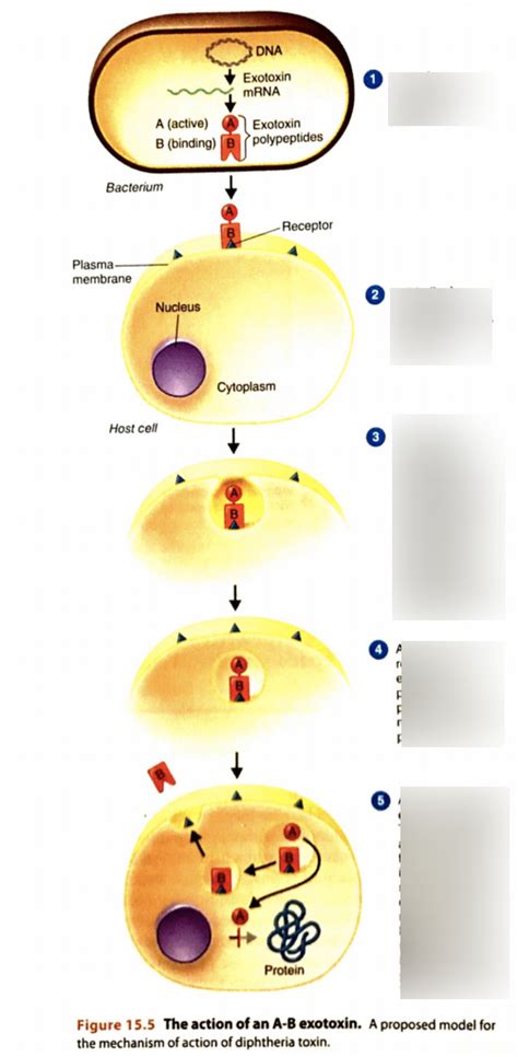 Action of an A and B exotoxin Diagram | Quizlet