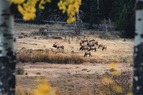 Rocky Mountain Elk Herd Photograph by Christopher Thomas - Fine Art America