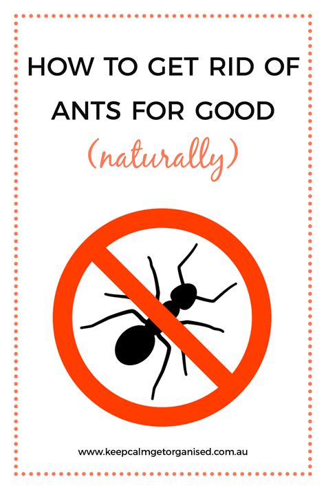 How to make your own ant repellent