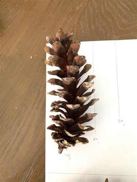 Large Eastern White Pine Cones for Crafting, 6 to 8 in White Pine Cones for Wreath Making ...