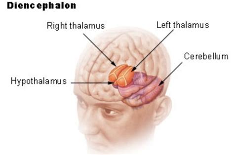 The Function of the Diencephalon Section of the Brain