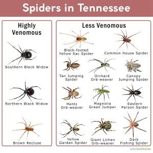 Spiders in Tennessee: List with Pictures