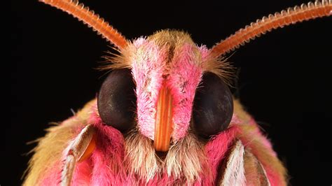 Moth Eyes Inspire Glare-Resistant Coating For Cellphone Screens : The Two-Way : NPR