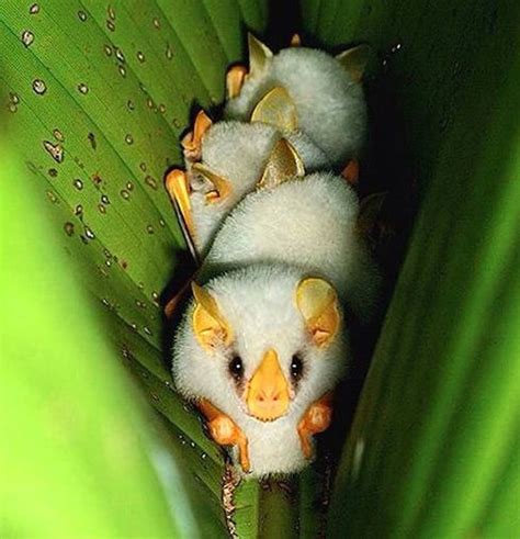 Albino Bats. (With images) | Albino animals, Animals beautiful, Cute bat