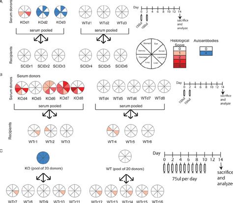 Transfer of sera is not capable of eliciting autoimmunity or tissue... | Download Scientific Diagram