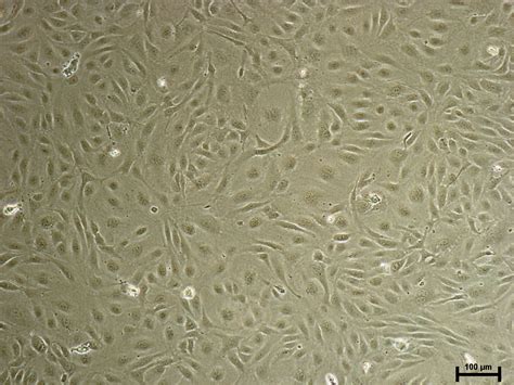 EndoGo XF - Endothelial Cell Culture Media - Biological Industries