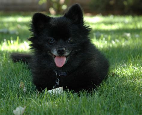 Pomeranian Dog : Temperament, Exercise and Grooming – InspirationSeek.com