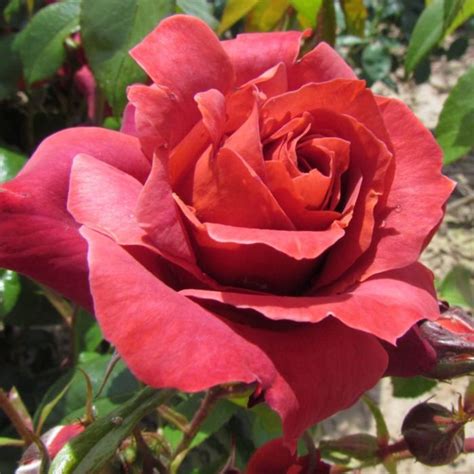 30 Seeds Hot Cocoa Floribunda Flower Rose Authentic Seeds - Etsy