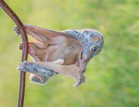 Sunda Colugo, or flying lemur, baby!!! | Animals, Rare animals, Mammals