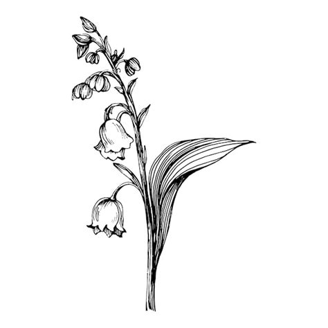 Premium Vector | Lily of the valley by hand drawing maylily floral logo or tattoo