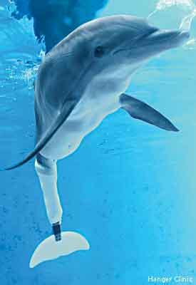 Dolphin Tale 2: An Inspiring Tale of a Tail