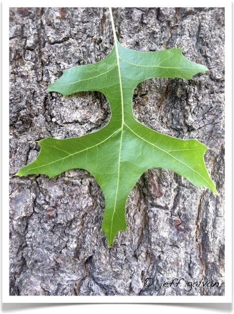 Pin Oak – identifying by leaf | Boulder Tree Care - Pruning & Tree Removal Services