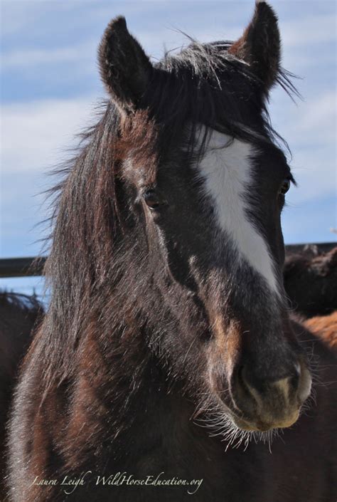 GORGEOUS BLM WEANLING AND YEARLING WILD HORSES AVAILABLE FOR ADOPTION FEBRUARY 28TH! OH PLEASE ...