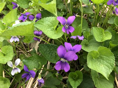 Wisconsin Wildflower | Wood Violet | Viola papilionacea| The Wisconsin state flower