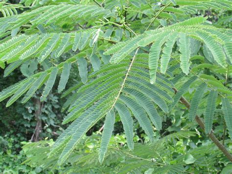 Mimosa (Invasive Exotic Plants of North Carolina) · iNaturalist