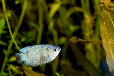 Dwarf Gourami - The Care, Feeding and Breeding of Dwarf Gouramis ...