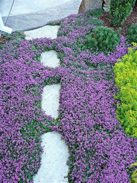 Creeping Thyme | Faller Landscape