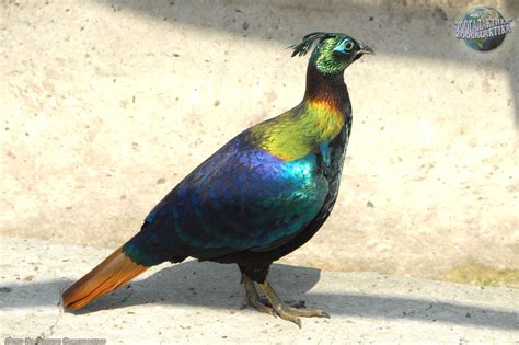 farben vogel beucha in 2024 | Most beautiful birds, Beautiful birds, Birds