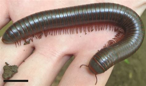 North American Millipede | Continental Neoichnology Database